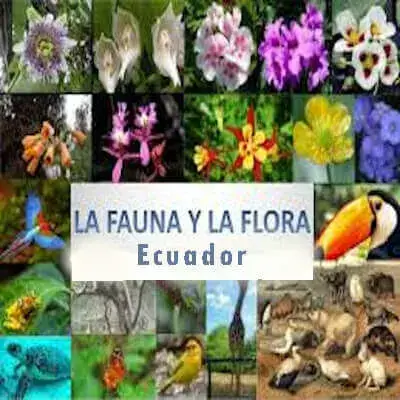 flora-fauna-diversidad-ecuador
