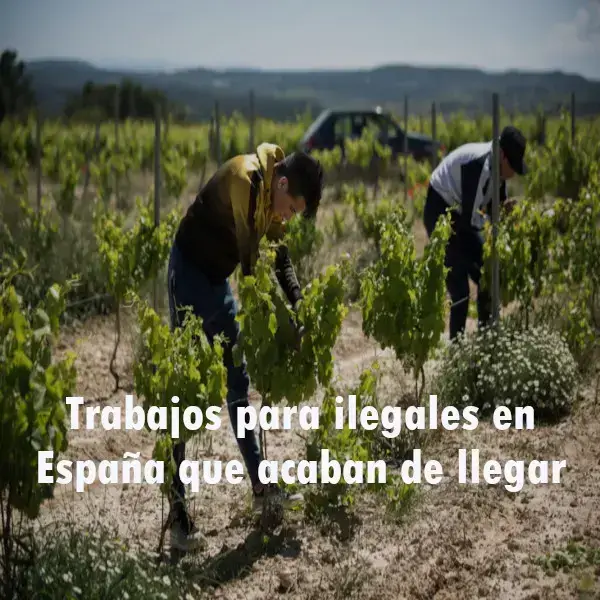 Trabajos para ilegales en España que acaban de llegar