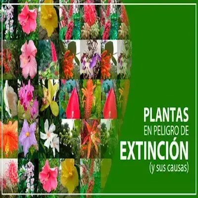 17 Plantas en Peligro de Extinción en Ecuador (y sus causas)