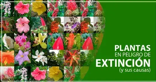 Plantas en Peligro de Extinción en Ecuador (y sus causas)